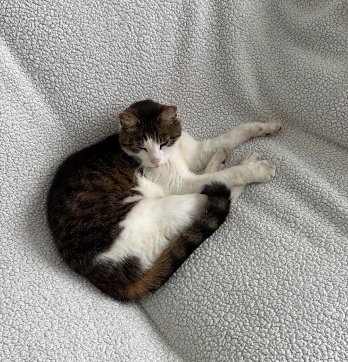 Foto 2 bij: Kat vermist omgeving Hertogottostraat
