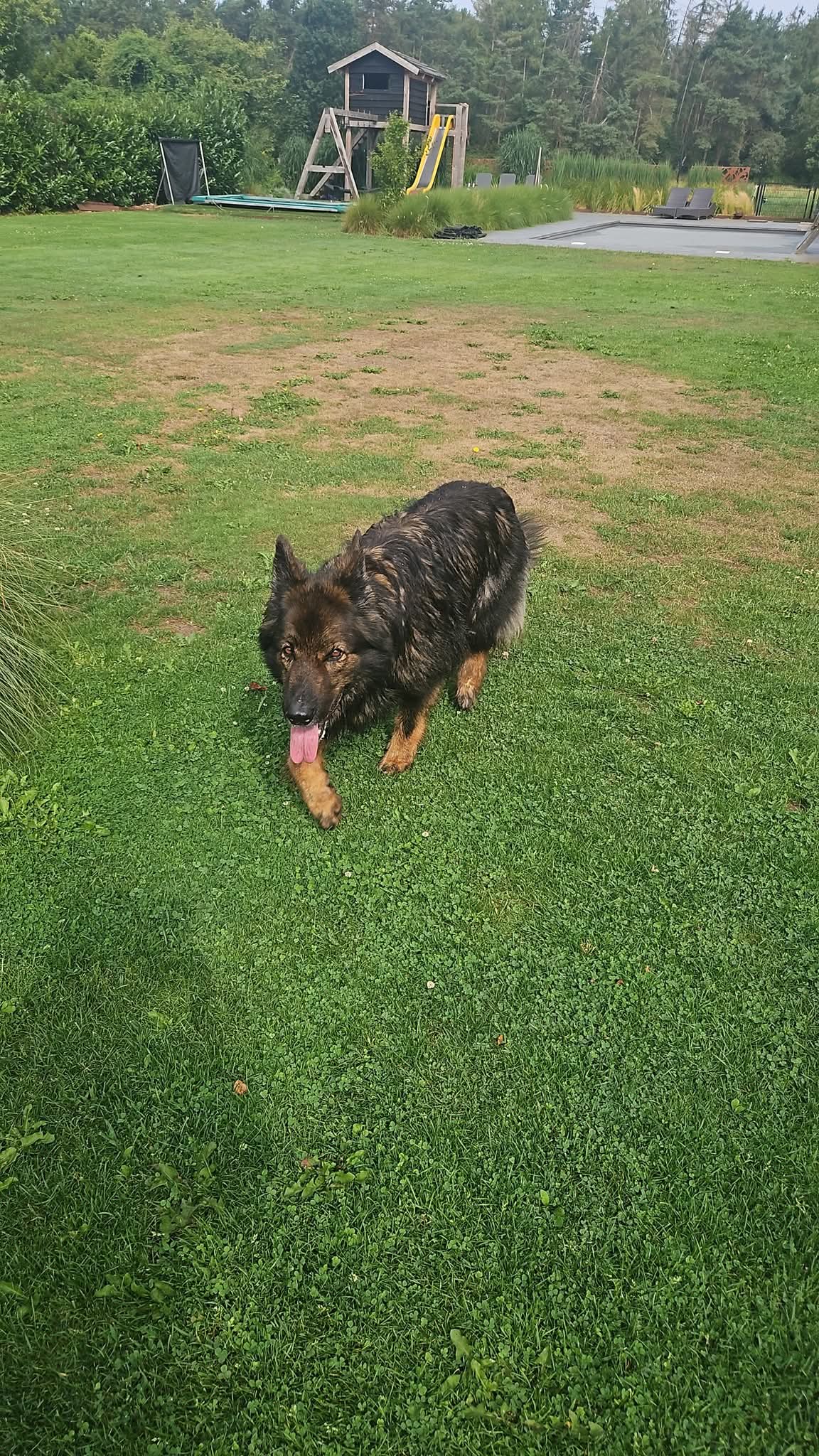 Foto bij: Hond gevonde mn in Riethoven