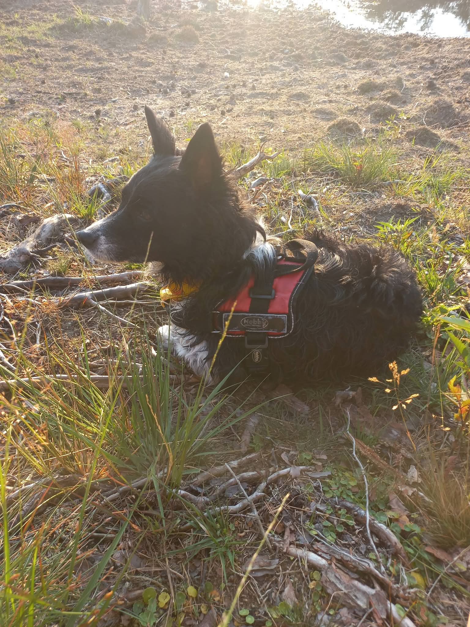 Foto bij: Pacho in de natuur