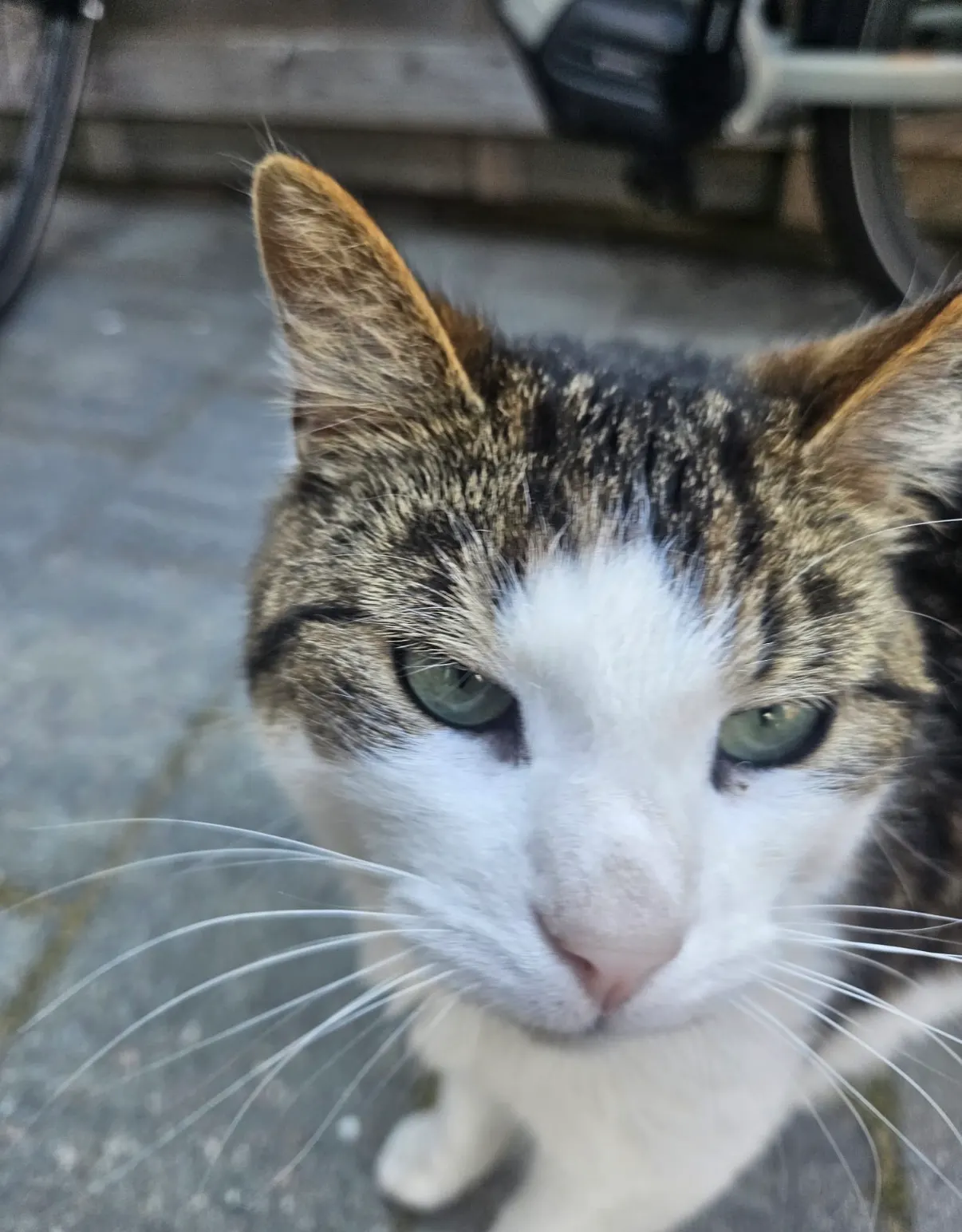 Foto 3 bij: Kat vermist omgeving Hertogottostraat