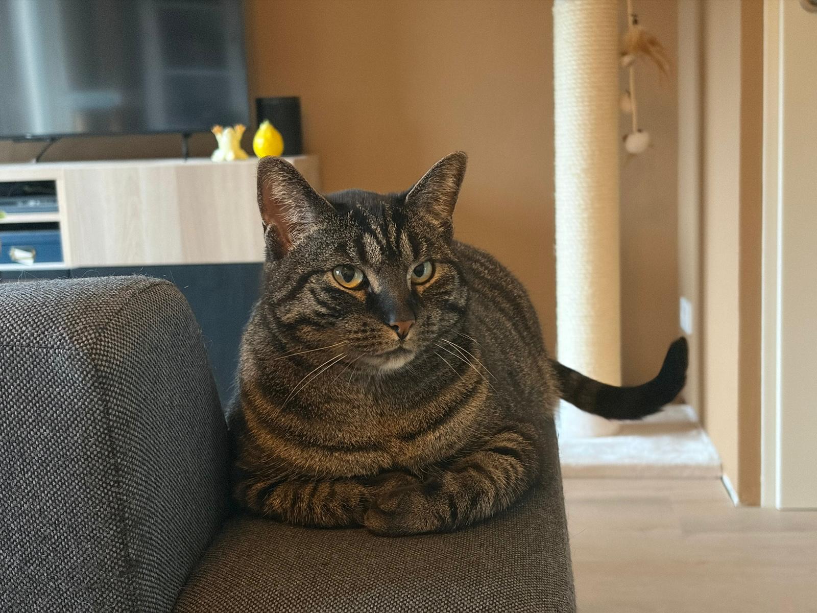 Foto bij: VERMISTE KAT ( UIT DE LEDEN APP )
