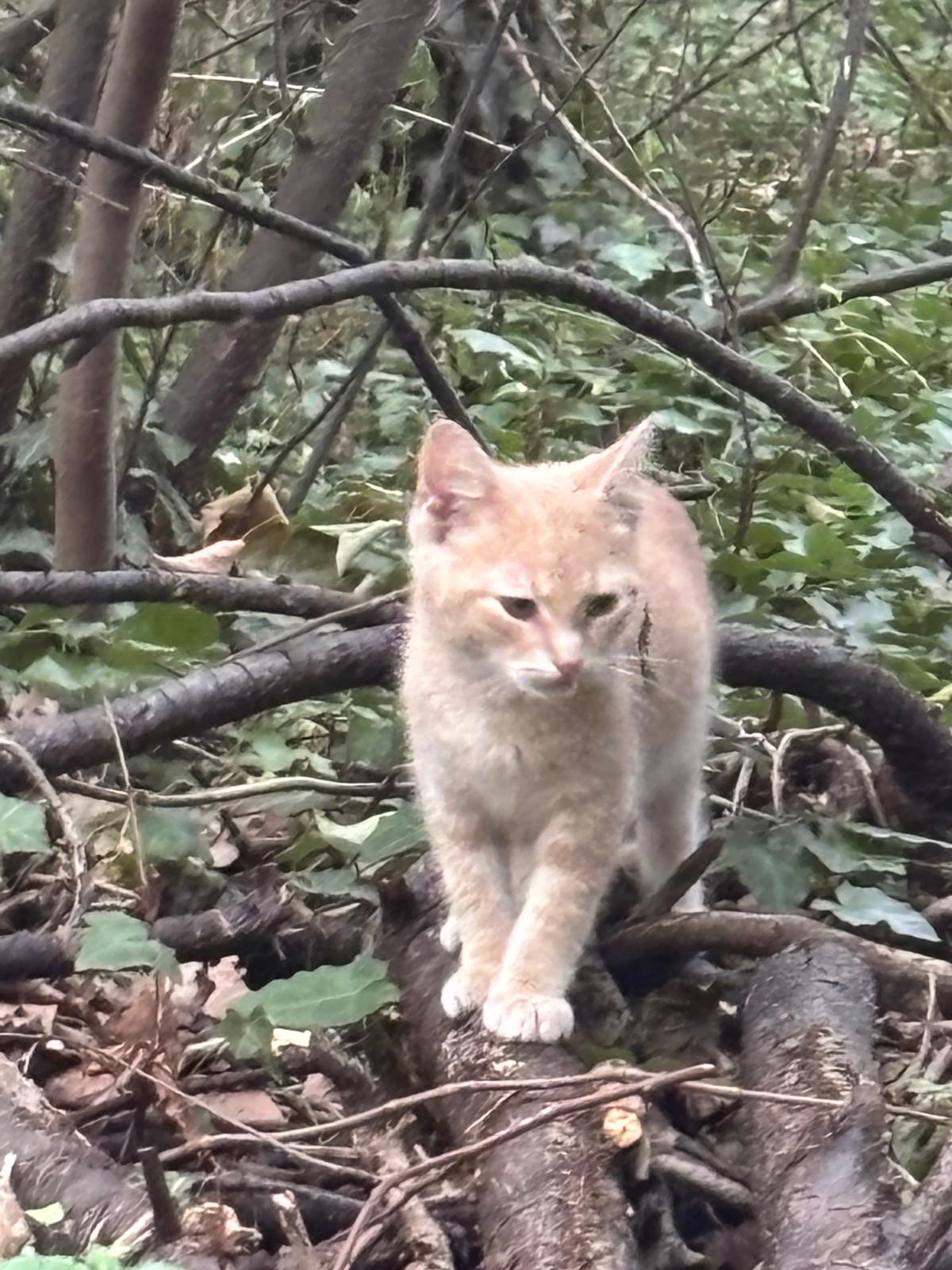 Foto bij: Is iemand zijn of haar Kitten kwijt?